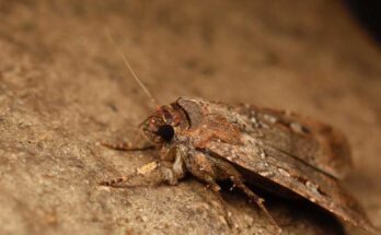 Bogong Moth, Agrotis Infusa. Mt Ginini, törvény