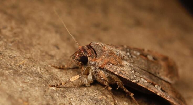 Bogong Moth, Agrotis Infusa. Mt Ginini, törvény