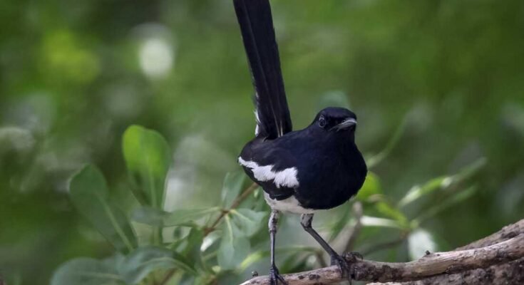 Egy keleti magpie-robin perche a fák ágán Bangkokban, 2022-ben. A madár azok a fajok között volt, amelyeket a kutatók egy indiai trópusi erdőben tanultak.
