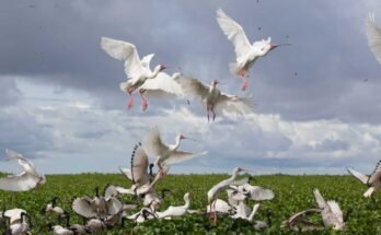 Az Orango Nemzeti Park a Bijagós-szigeteken, a-Bissau Guinea partjainál, az újonnan megjelölt világörökség részén.