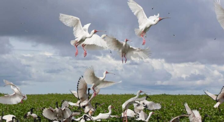 Az Orango Nemzeti Park a Bijagós-szigeteken, a-Bissau Guinea partjainál, az újonnan megjelölt világörökség részén.