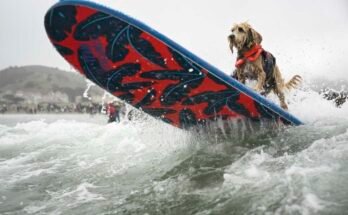 A kókuszdiót 2025. augusztus 2 -án, szombaton, a kaliforniai Pacifica -ban, a Kutyák világbajnokságán a Dogs World Surf bajnokságon átjuttatják.